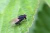 Minettia longipennis